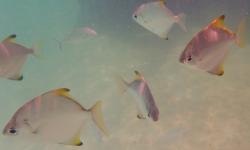 Diamondfish at Tangalooma